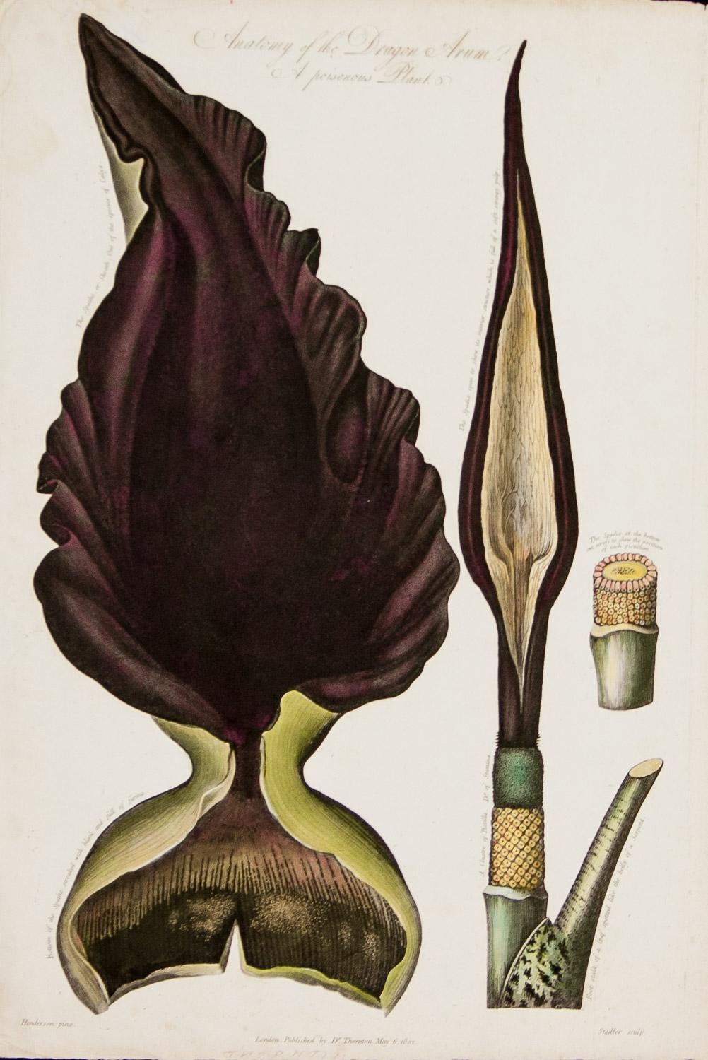 Dr. Robert John Thornton Still-Life Print - Anatomy of the Dragon Arum & Anatomy of the Queen Flower 1804 by  Dr. R.Thornton