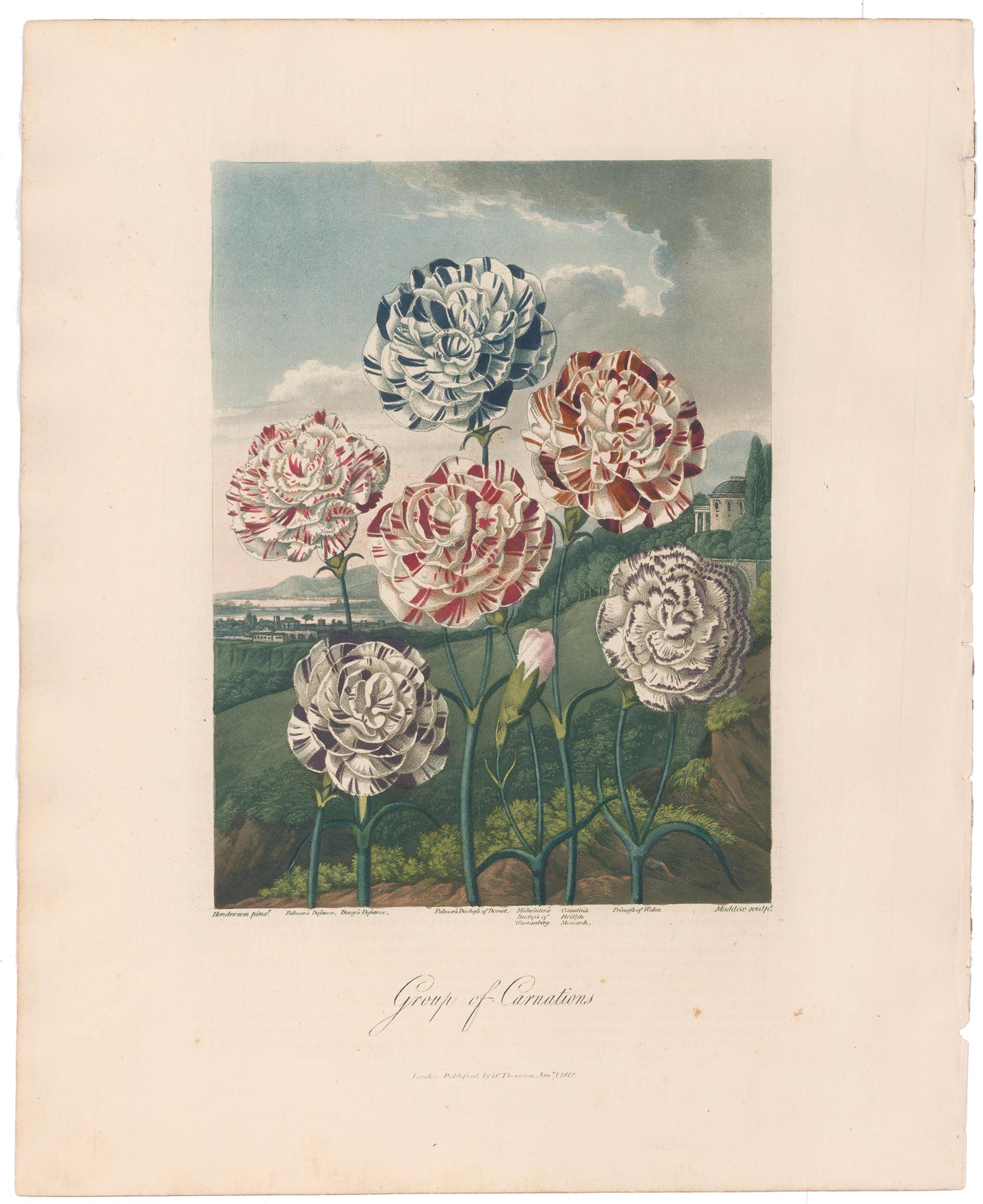 Group of Carnations from Temple of Flora - Print by Dr. Robert John Thornton