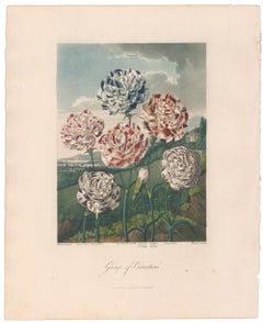 Group of Carnations from Temple of Flora