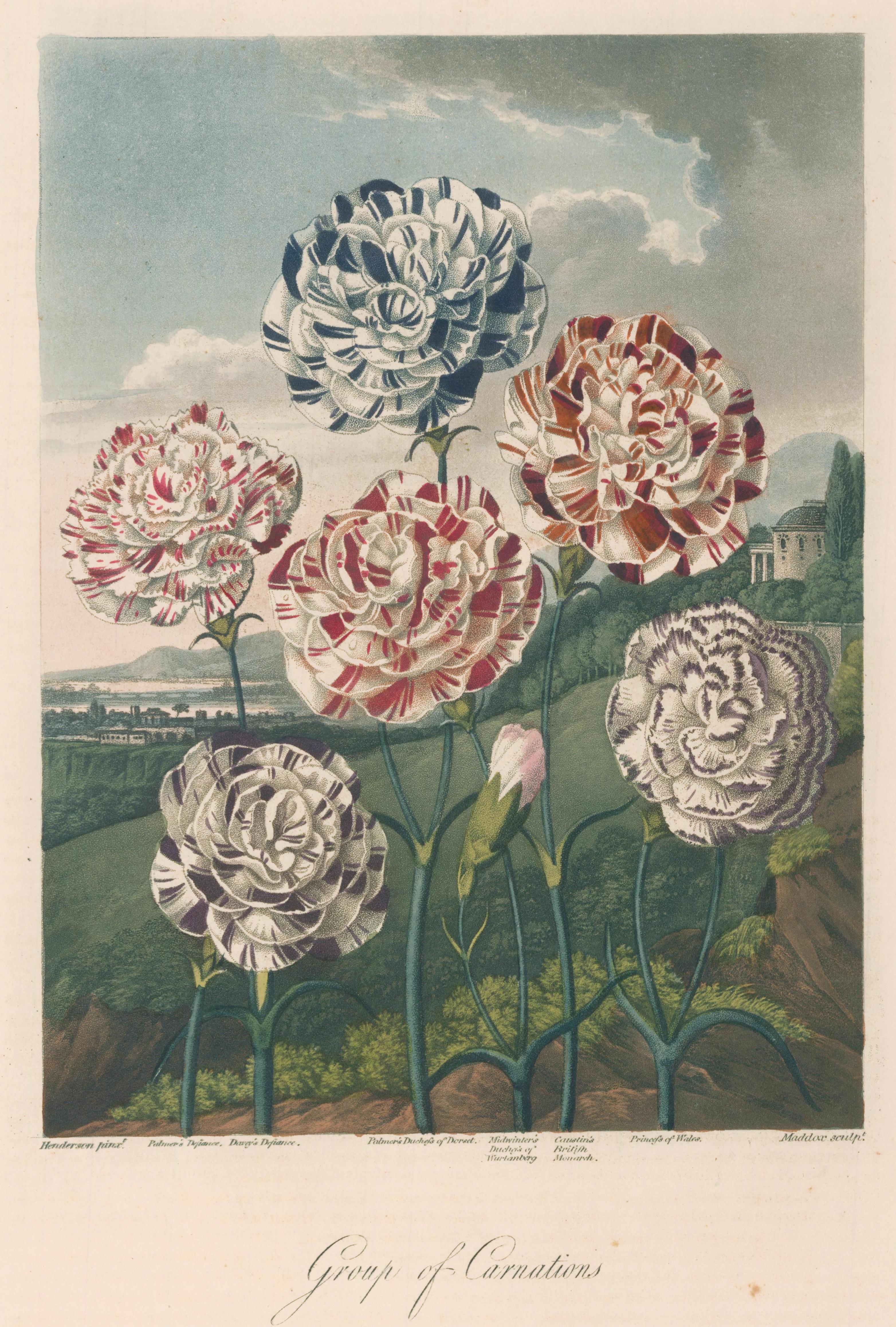 Dr. Robert John Thornton Landscape Print - Group of Carnations from Temple of Flora