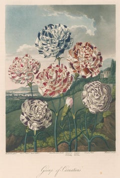 Group of Carnations from Temple of Flora