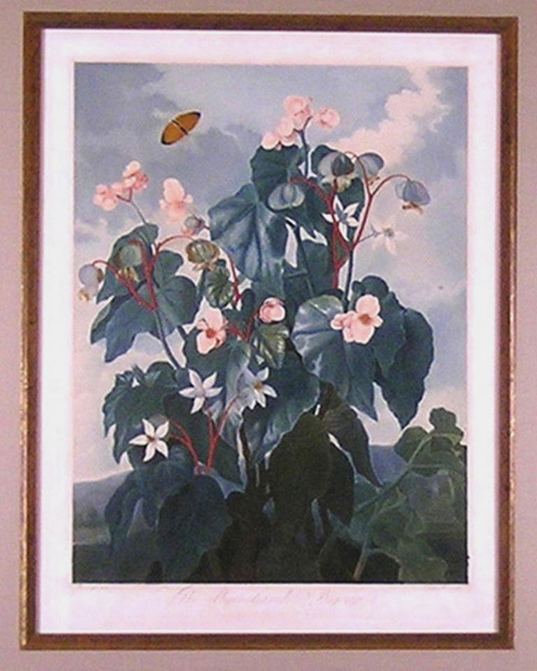 Kompliziertes Begonia-Gemälde (Akademisch), Print, von Dr. Robert John Thornton