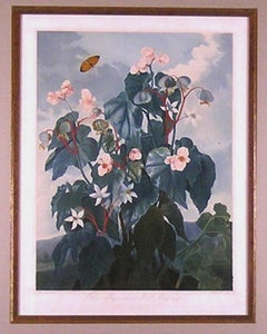 Oblique-leaved Begonia