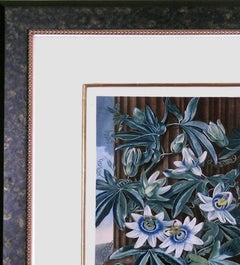 The Blue Passion Flower