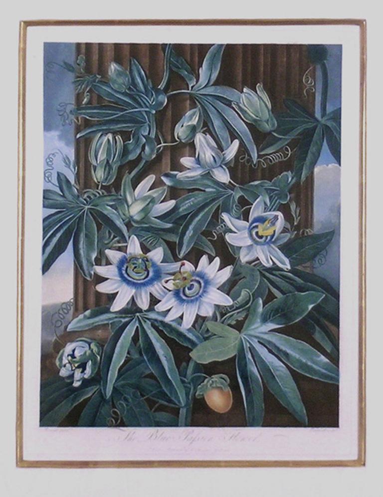 passion flower in arabic