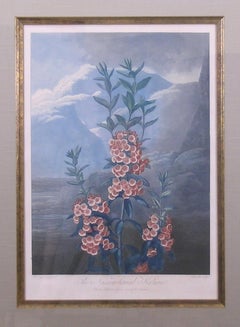 The Narrow-Leaved Kalmia  (Mountain Laurel)