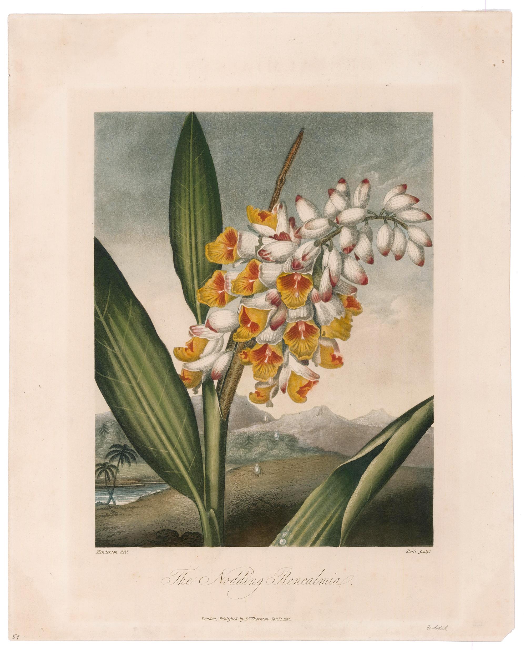 The Nodding Renealmia from  Temple of Flora - Print by Dr. Robert John Thornton