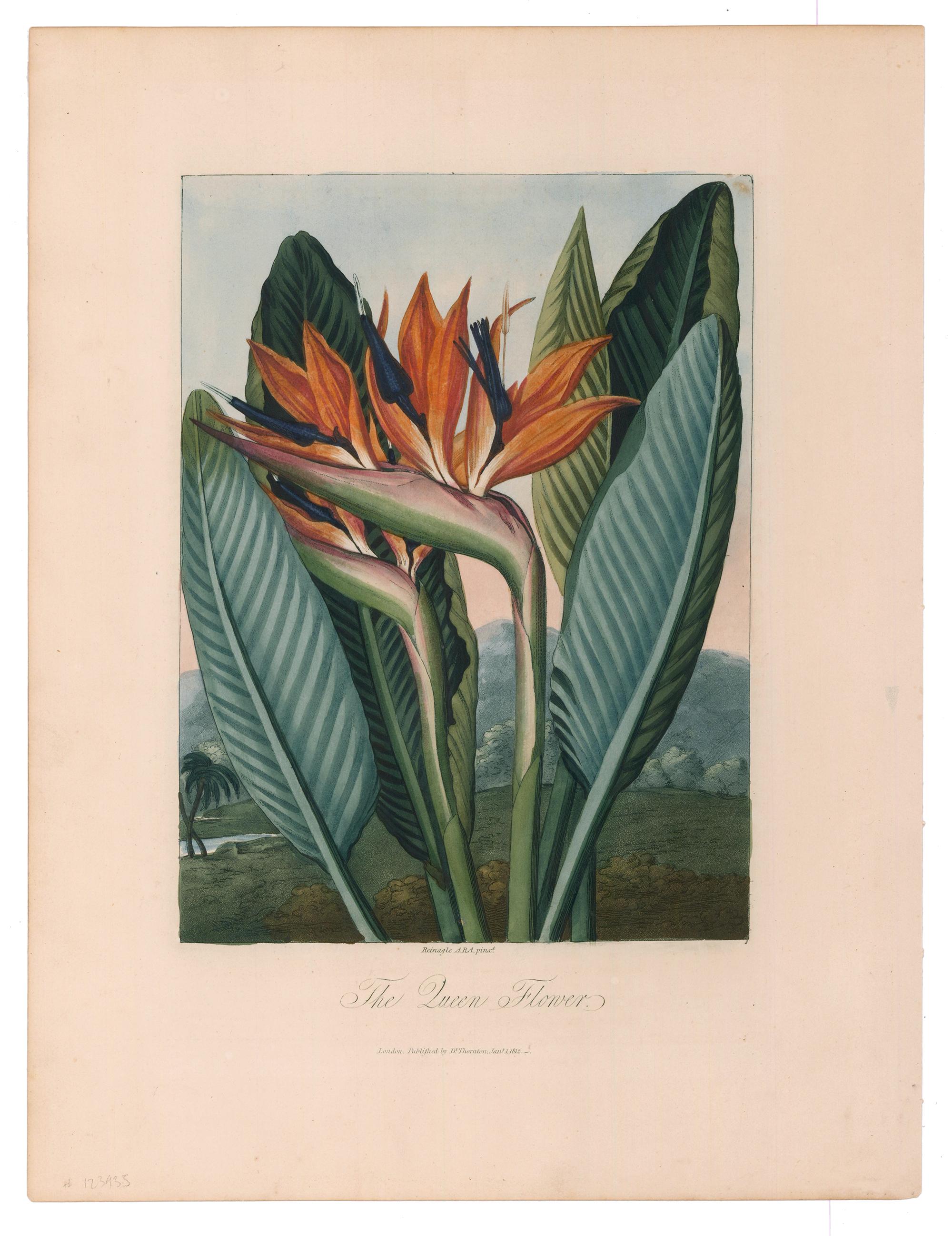 The Queen Flower from  Temple of Flora - Print by Dr. Robert John Thornton