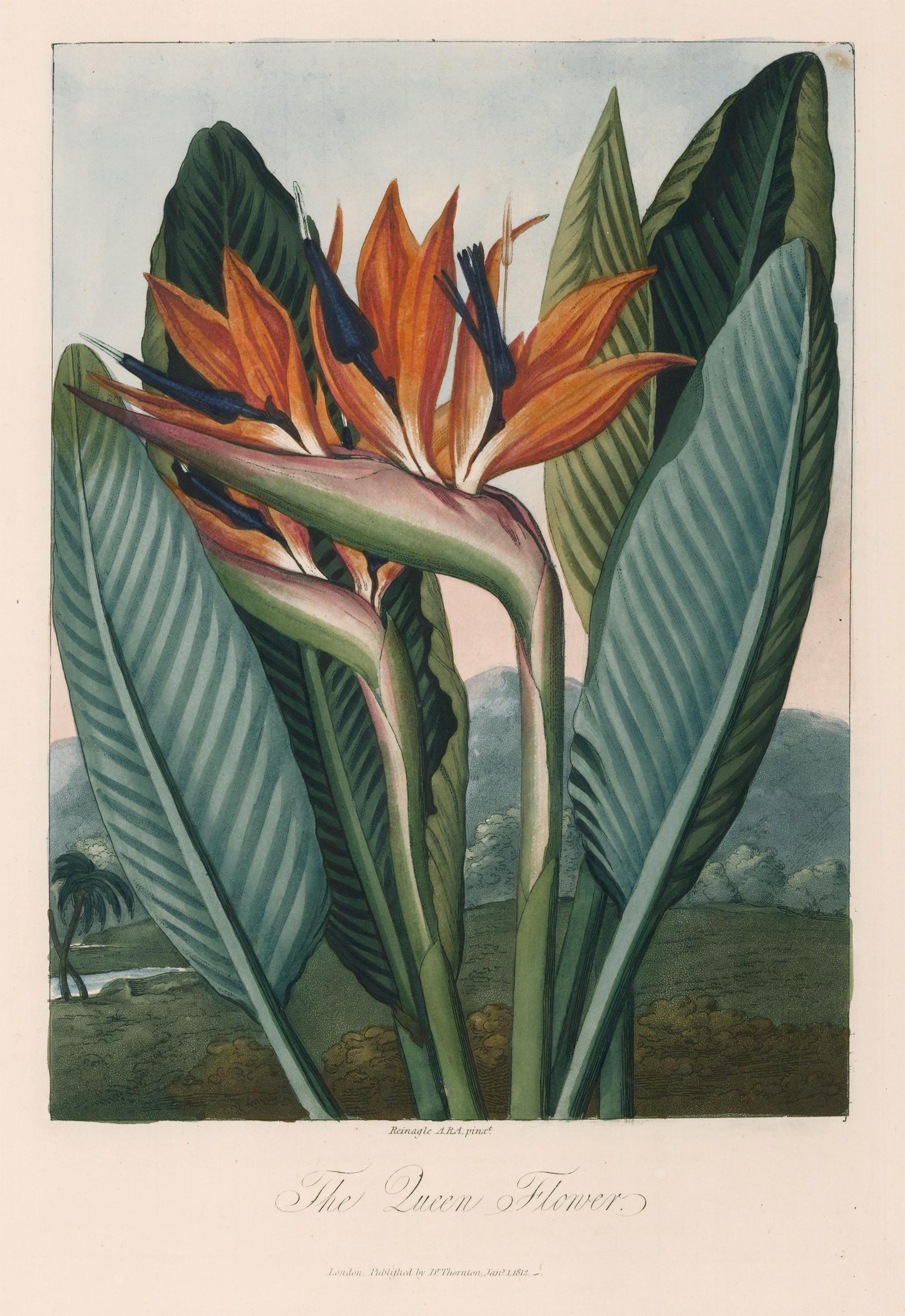 Dr. Robert John Thornton Landscape Print - The Queen Flower from  Temple of Flora