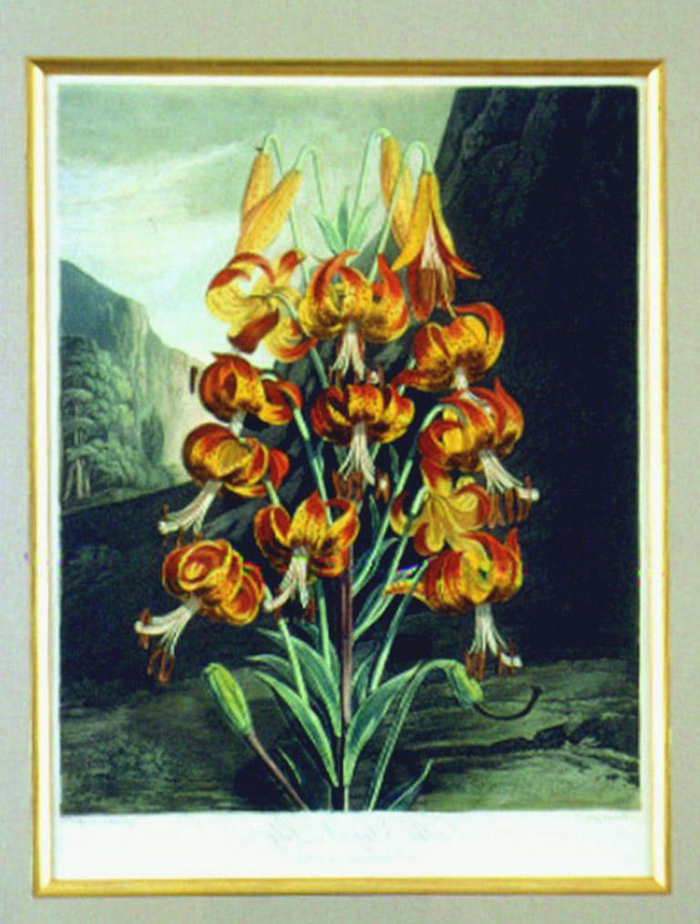 lily thornton
