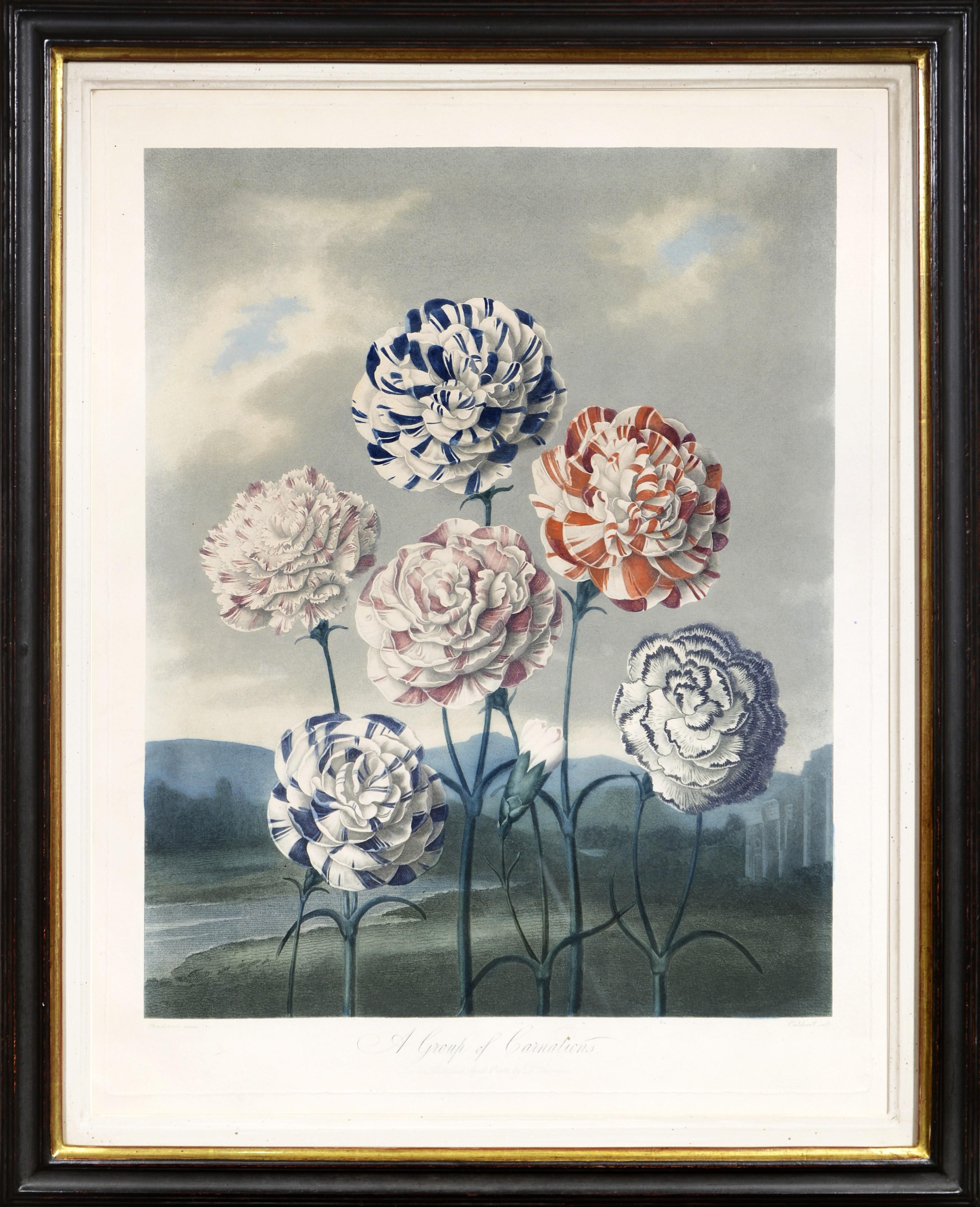 Dr. Robert John Thornton Still-Life Print - THORNTON. Group of Carnations