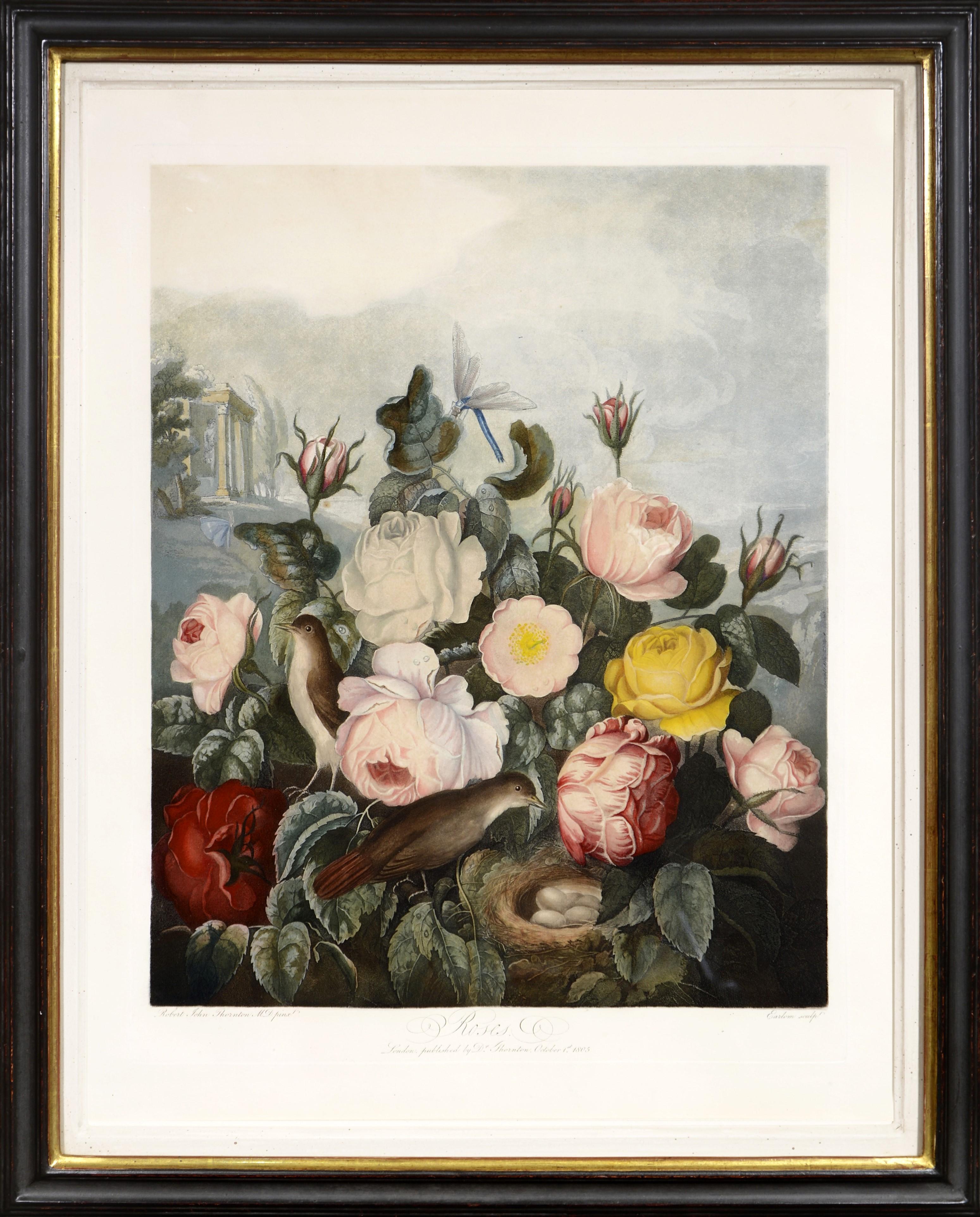 Dr. Robert John Thornton Still-Life Print - THORNTON. The Roses