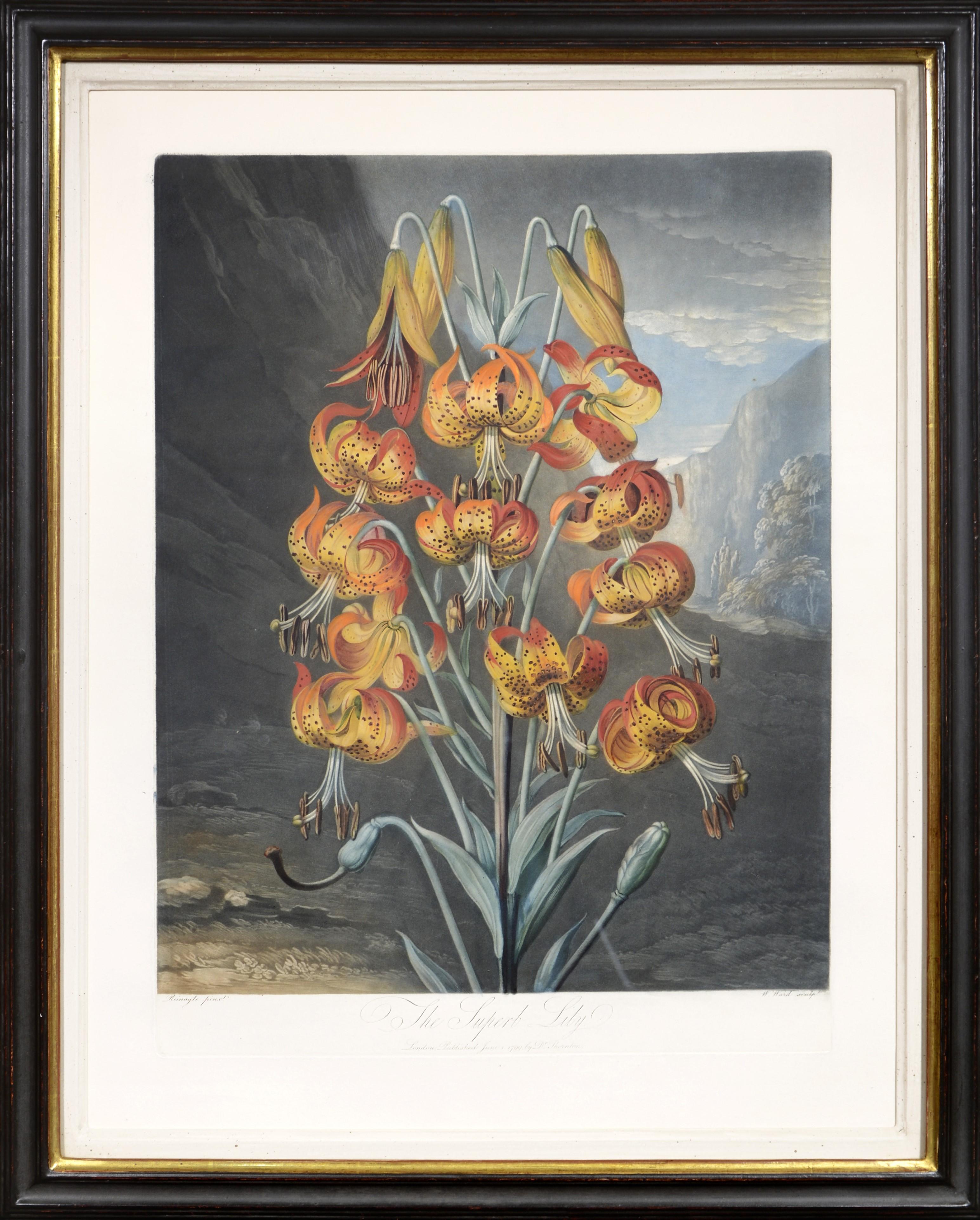 Dr. Robert John Thornton Still-Life Print - THORNTON.  The Superb Lily. 