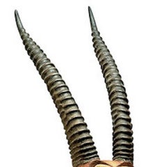 Dr. Seuss, Two Horned Drouberhannis