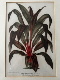 Dracaena Moorei Lithograph, Botanical Print, 19th Century, Signed