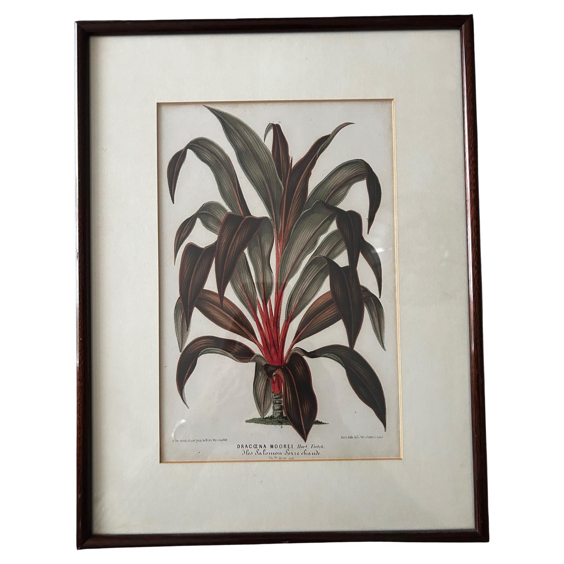 Dracaena Moorei Lithograph, Botanical Print, 19th Century, Signed