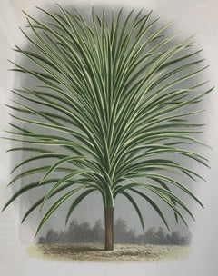 Draecana Plant Lithograph by L'Illustration Horticole, 19th Century