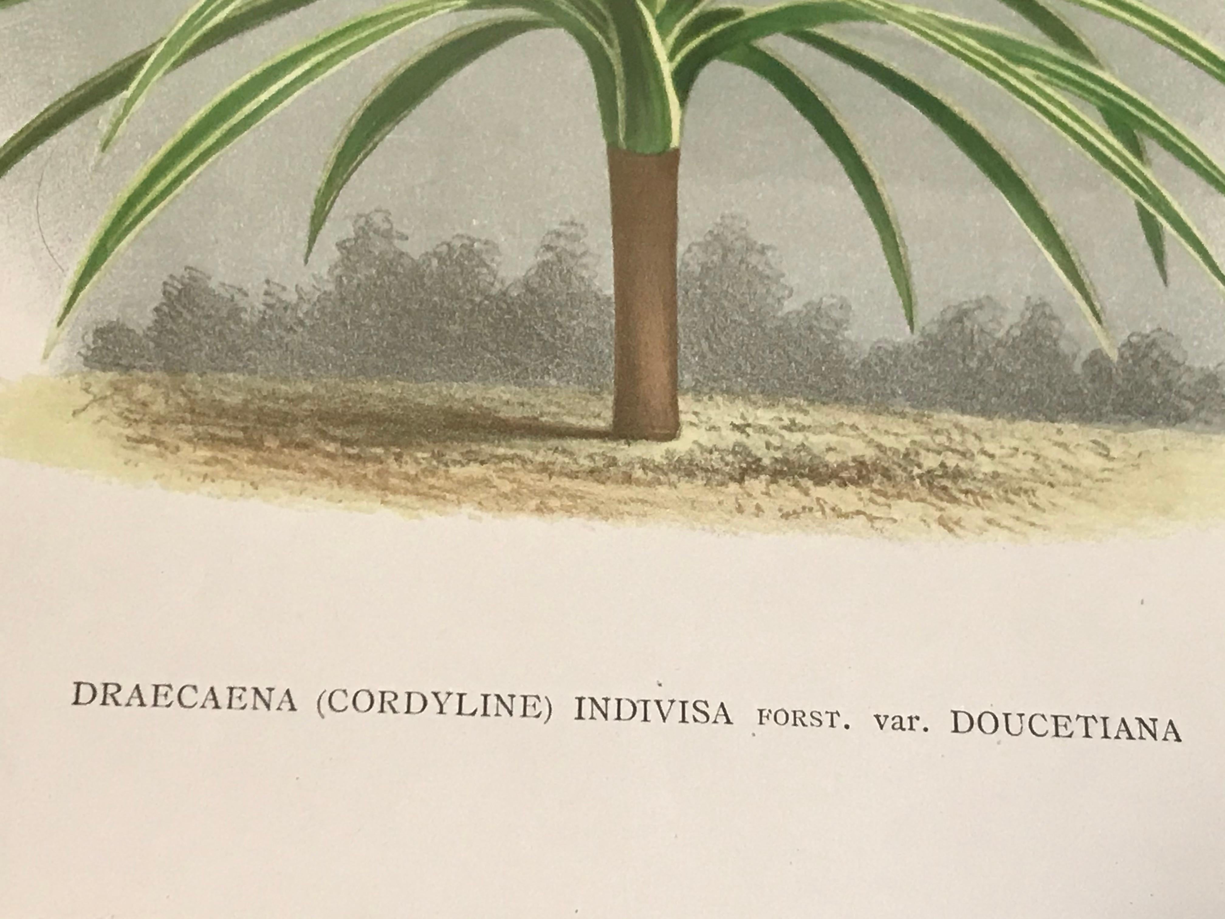 Draecana-Pflanzgefäßlithographie von L'Illustration Horticole, 19. Jahrhundert (Moderne) im Angebot