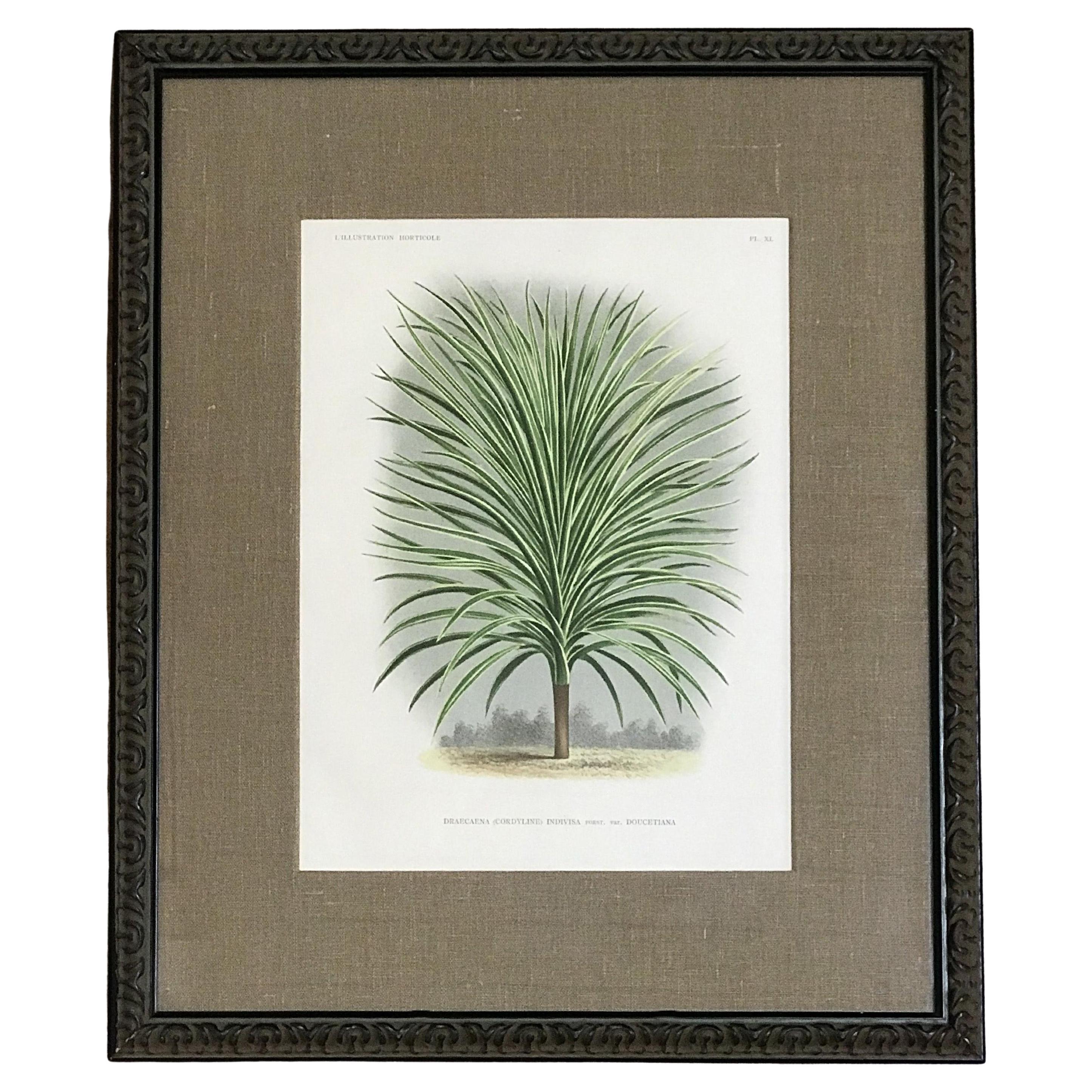 Draecana Plant Lithograph by L'Illustration Horticole, 19th Century For Sale