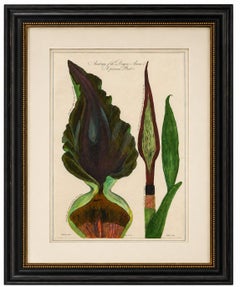 Dragon Arum, Poisonous Plant Botanical Engraving, Thornton, 1802