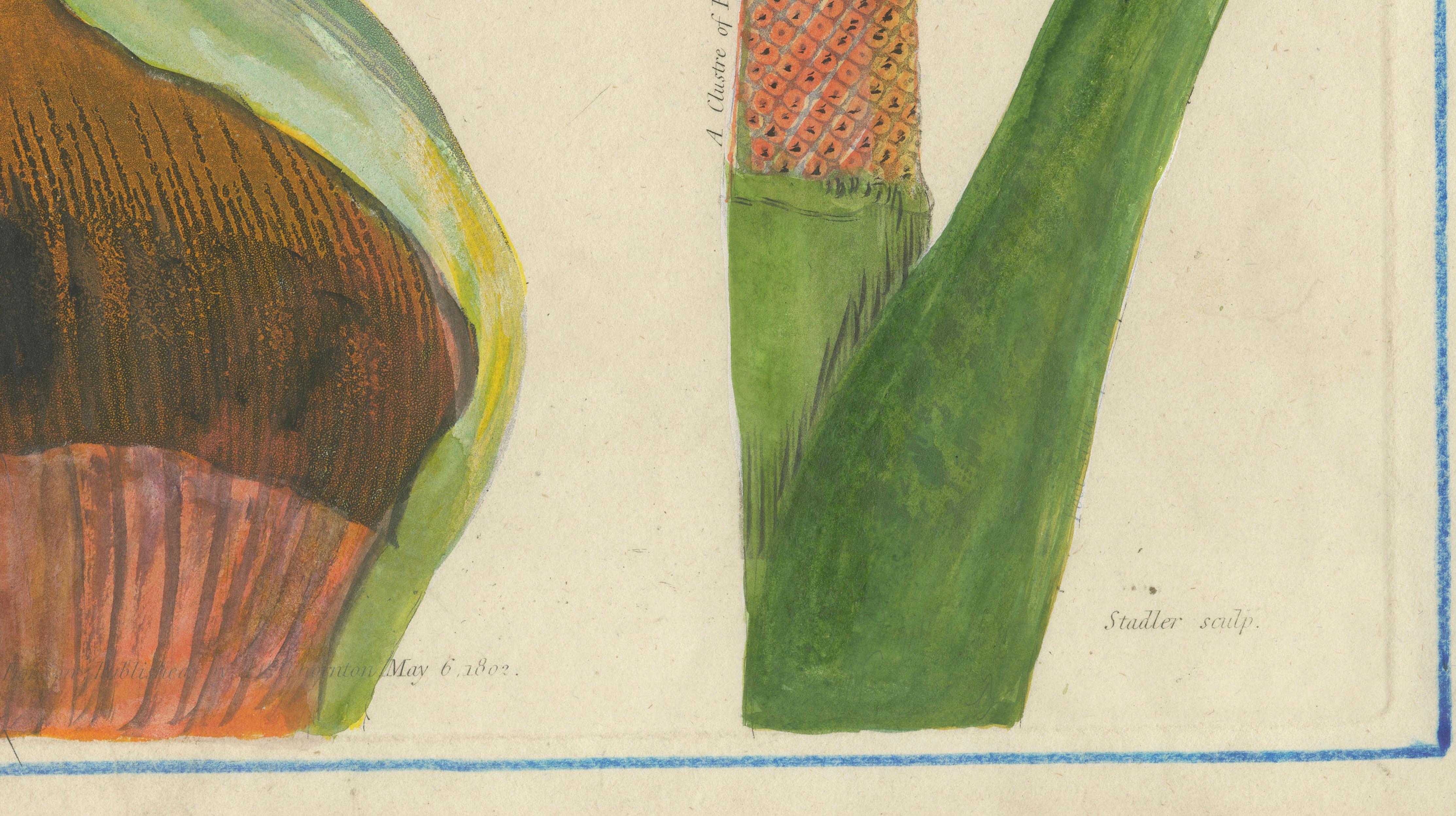Dragon Arum, Poisonous Plant Botanical Engraving, Thornton, 1802