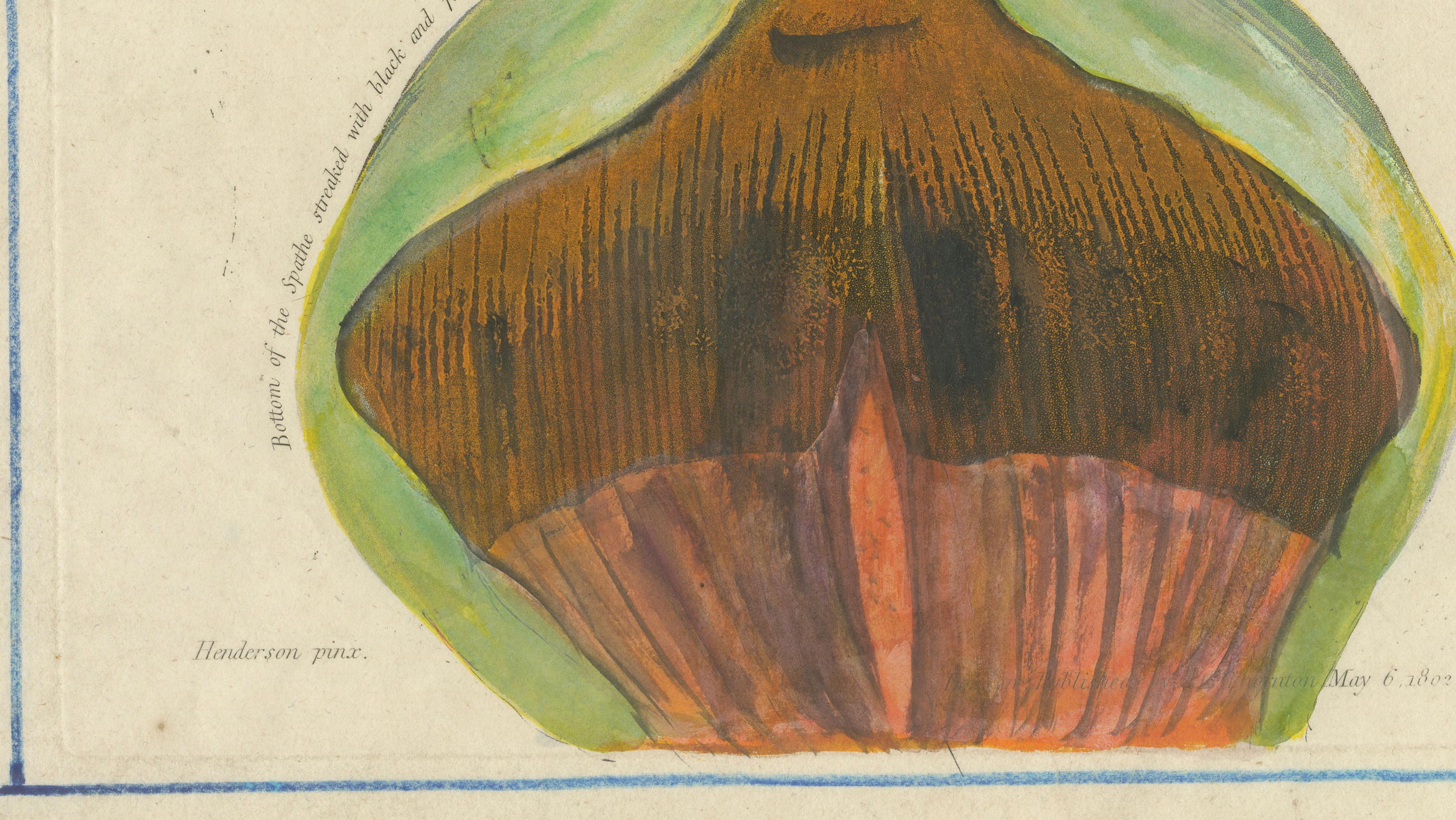 Dragon Arum, Poisonous Plant Botanical Engraving, Thornton, 1802