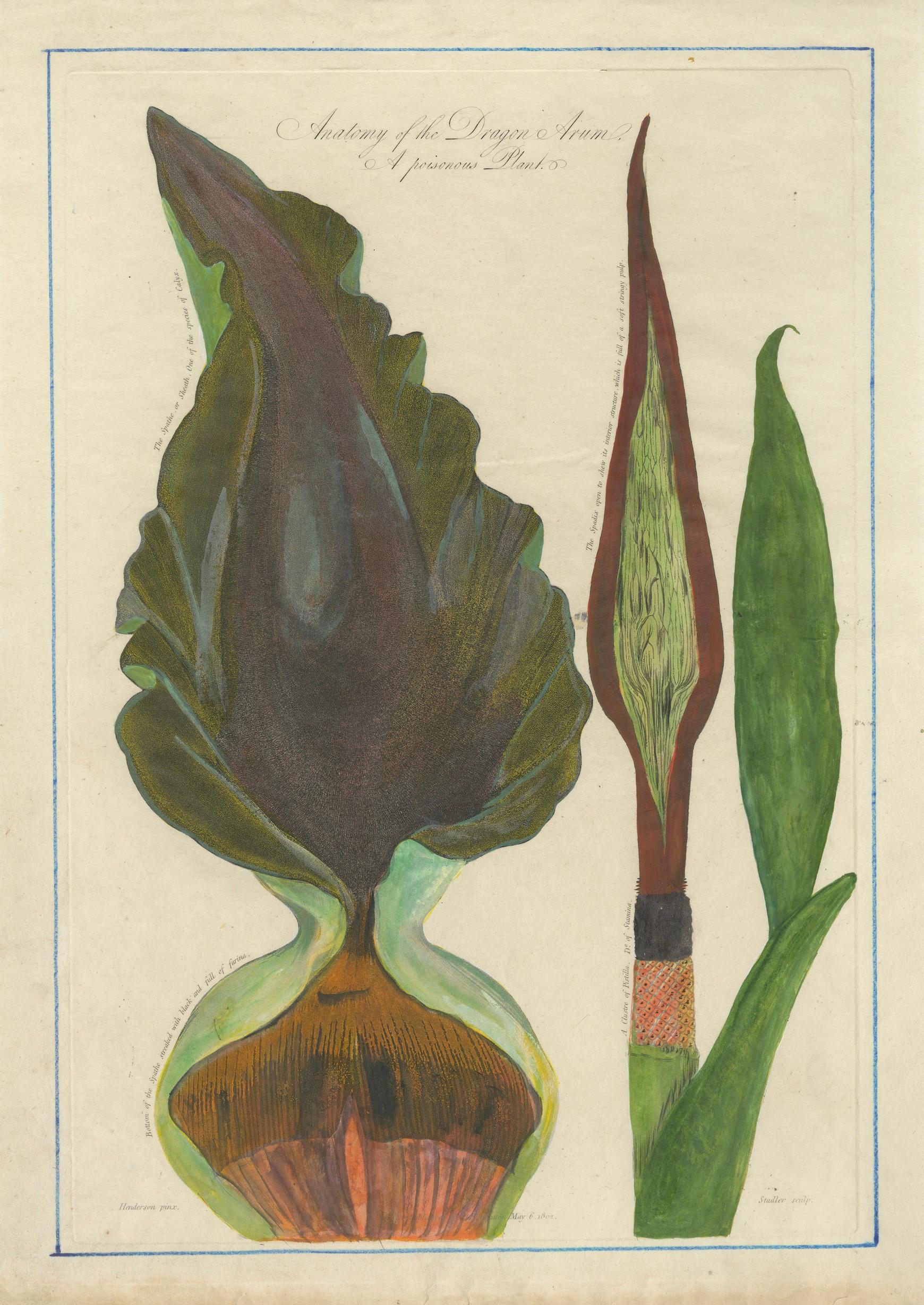 Dragon Arum, Poisonous Plant Botanical Engraving, Thornton, 1802