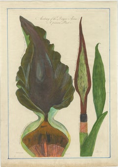 Dragon Arum, Poisonous Plant Botanical Engraving, Thornton, 1802