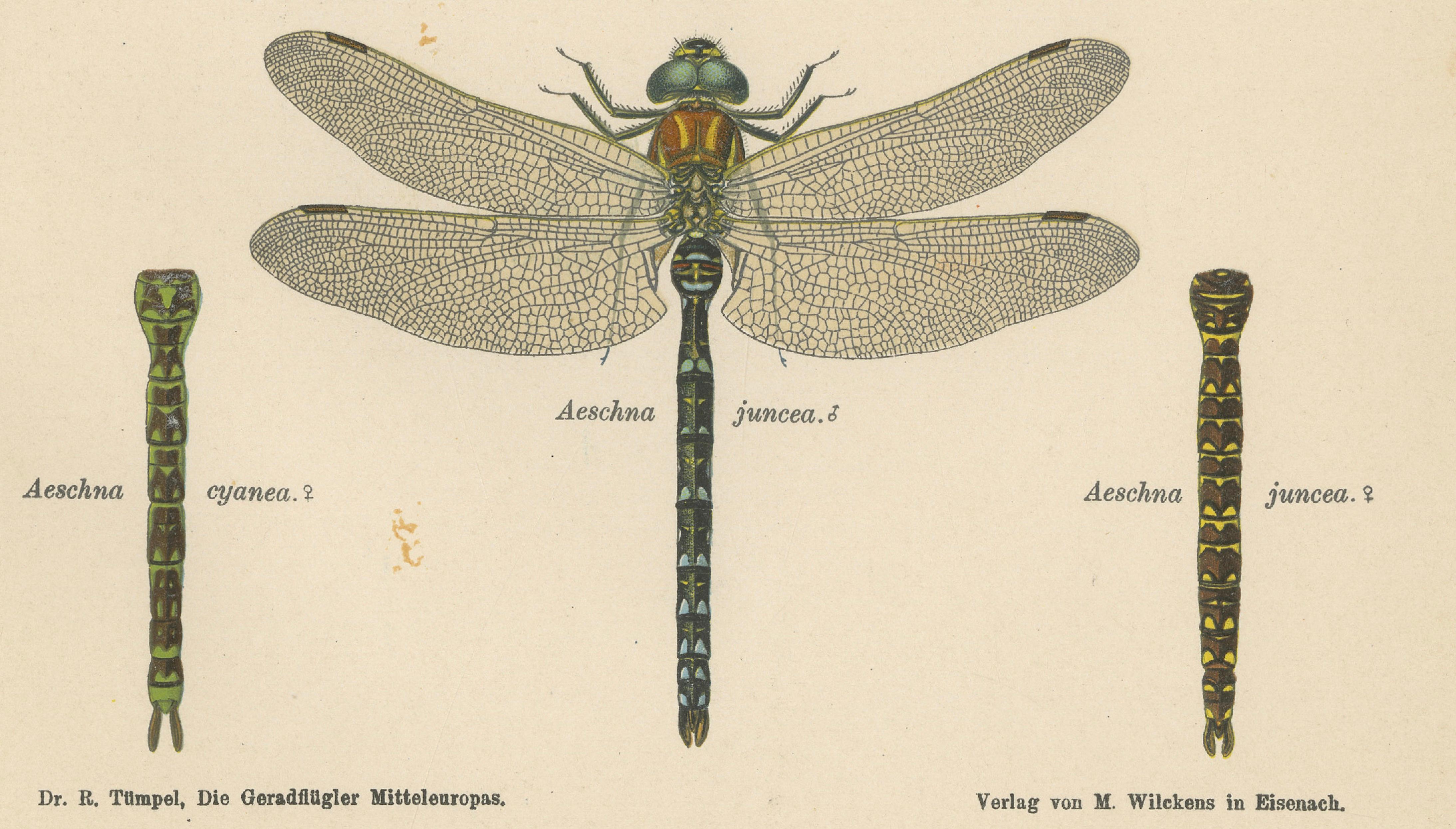 Dragonflies of Central Europe, Set of Three Color Lithographs, 1908