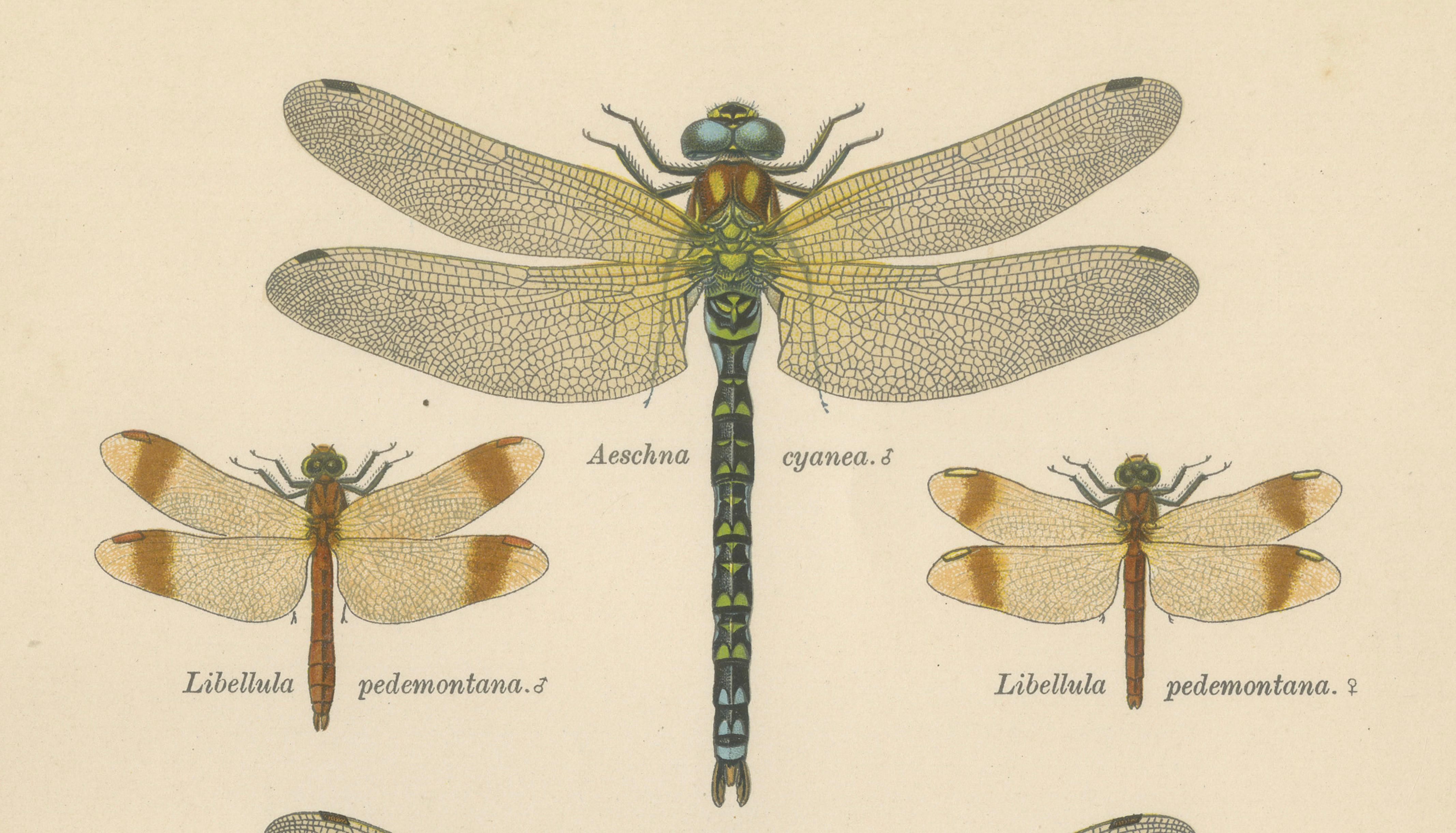Dragonflies of Central Europe, Set of Three Color Lithographs, 1908