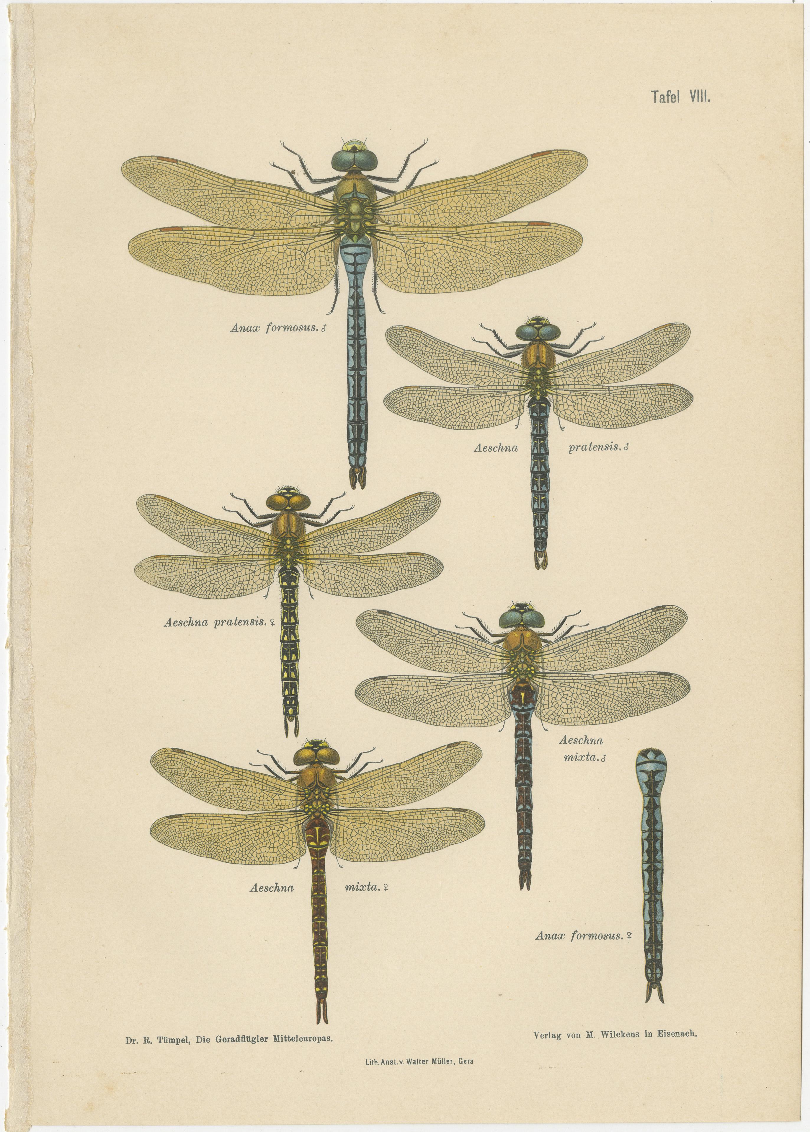 Dragonflies of Central Europe, Set of Three Color Lithographs, 1908
