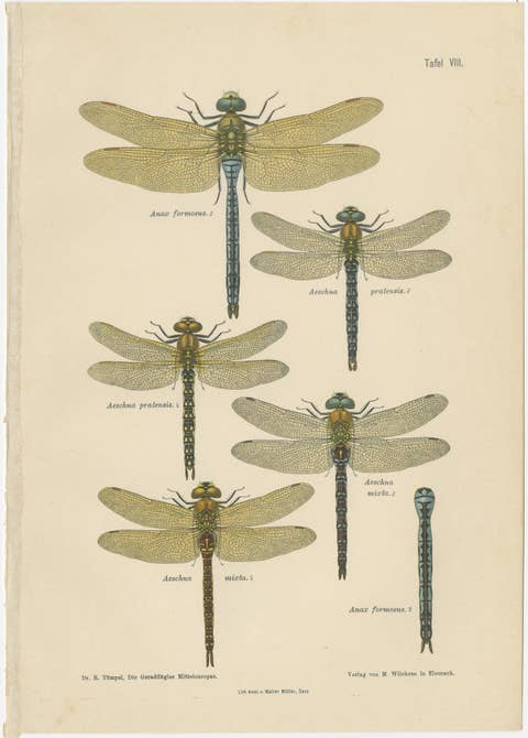 Dragonflies of Central Europe, Set of Three Color Lithographs, 1908