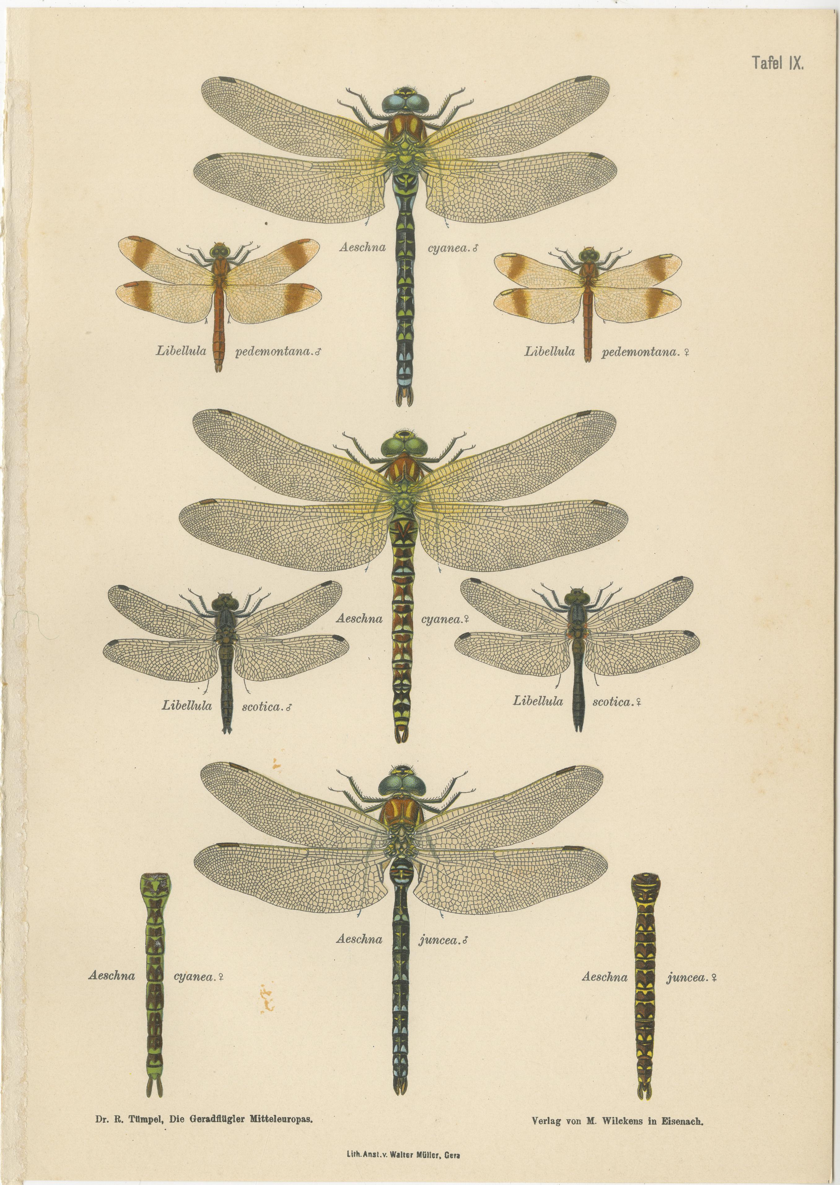 Dragonflies of Central Europe, Set of Three Color Lithographs, 1908