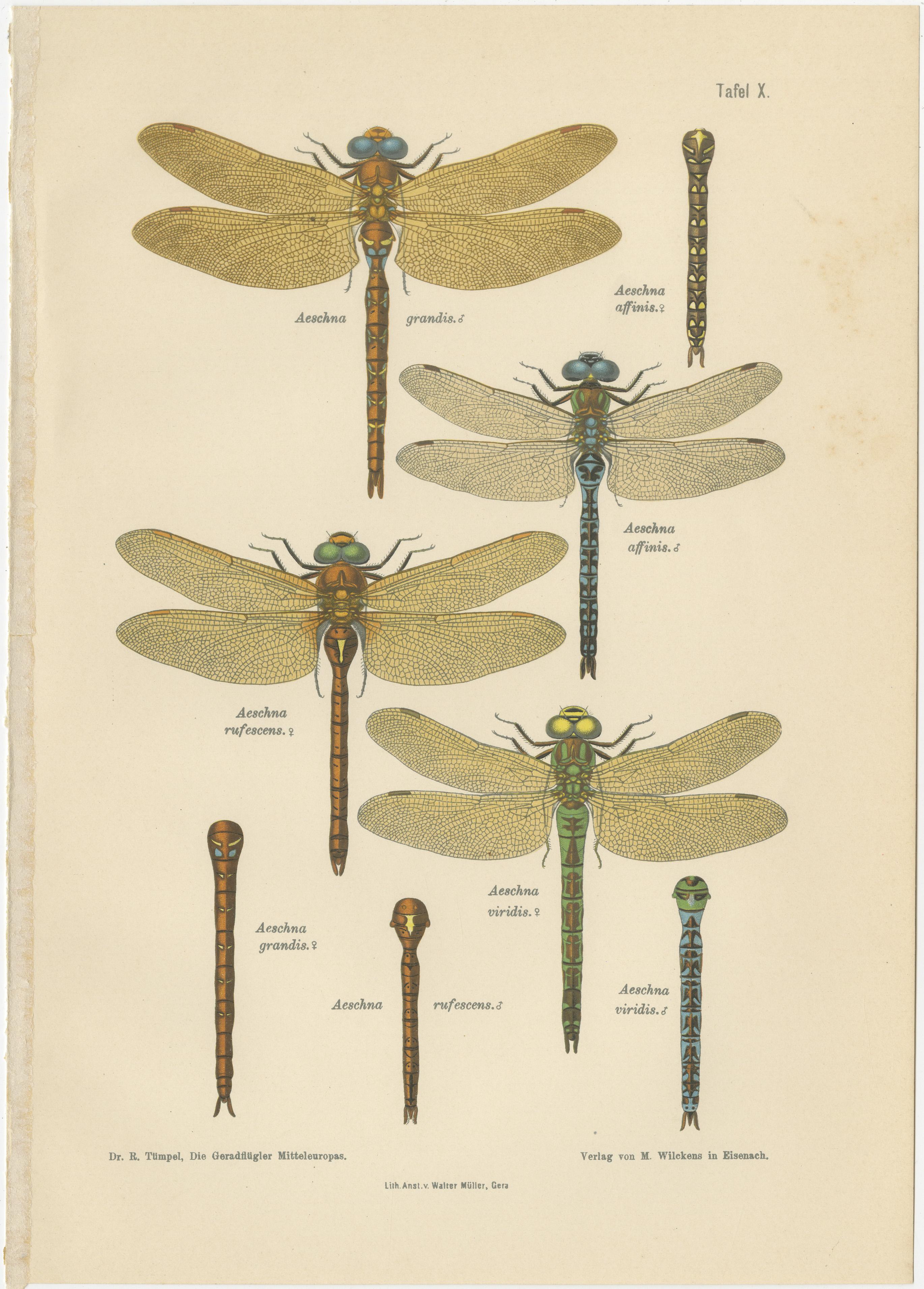 Dragonflies of Central Europe, Set of Three Color Lithographs, 1908