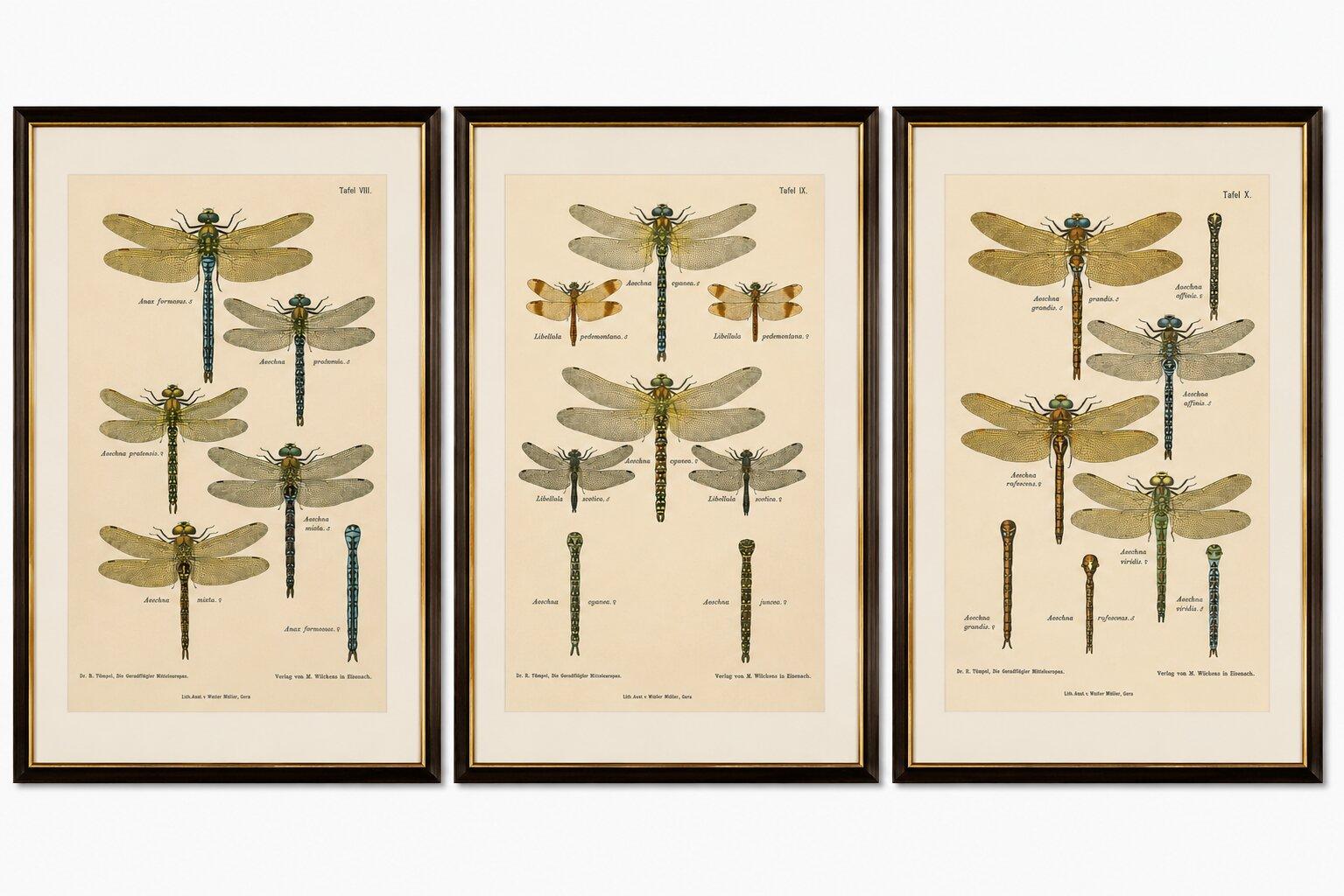 Dragonflies of Central Europe, Set of Three Color Lithographs, 1908