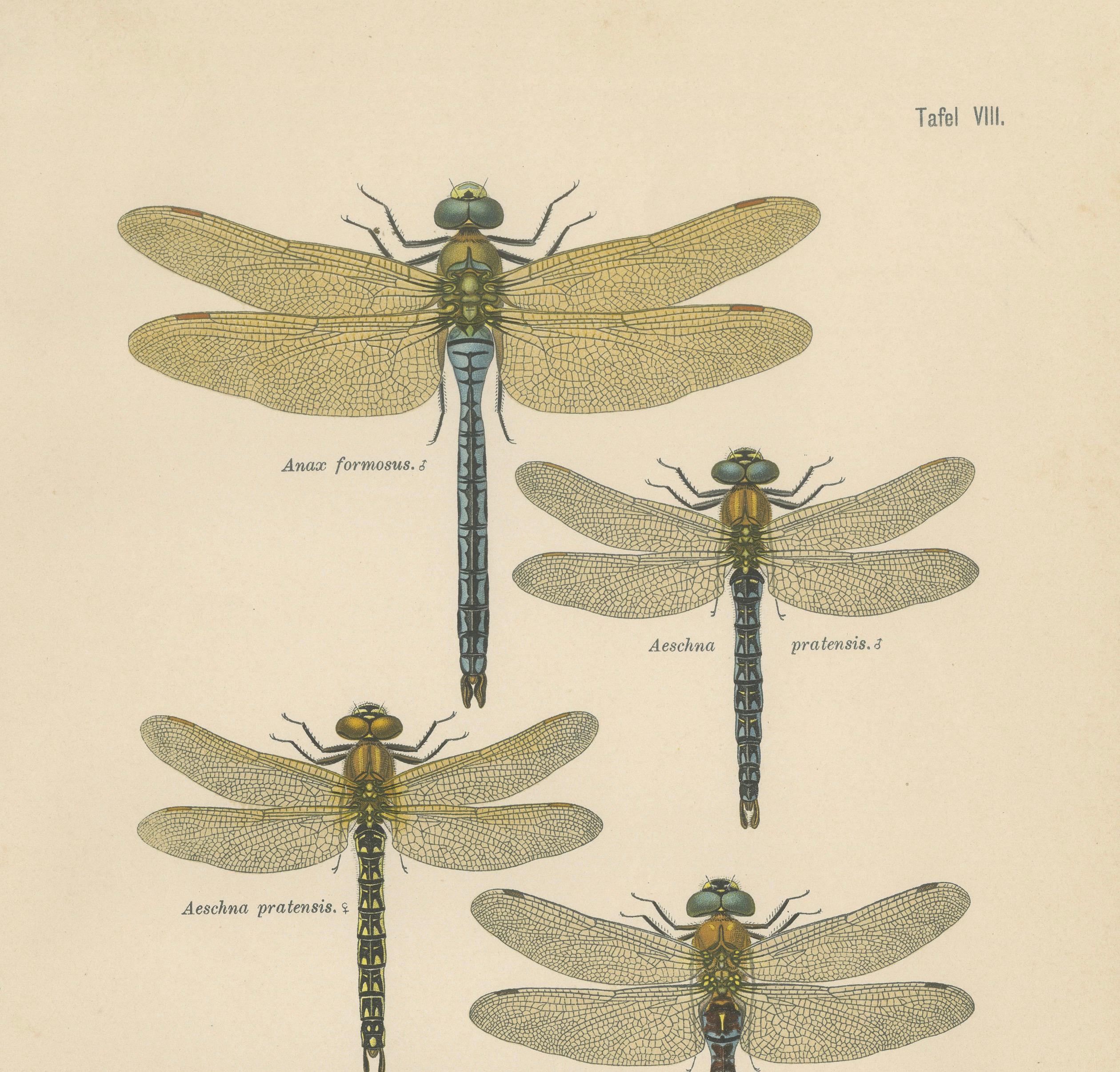 Dragonflies of Central Europe, Set of Three Color Lithographs, 1908