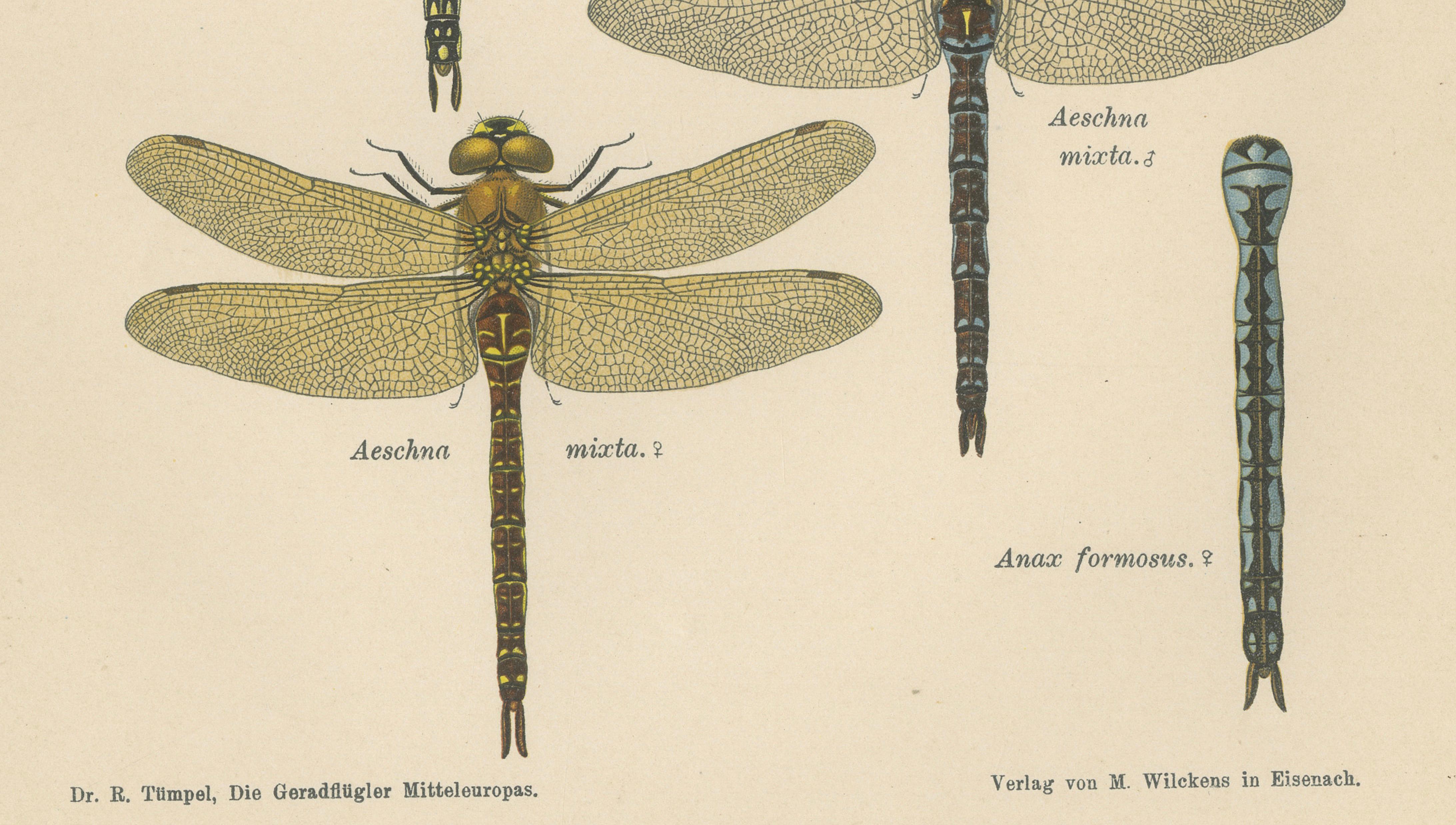 Dragonflies of Central Europe, Set of Three Color Lithographs, 1908