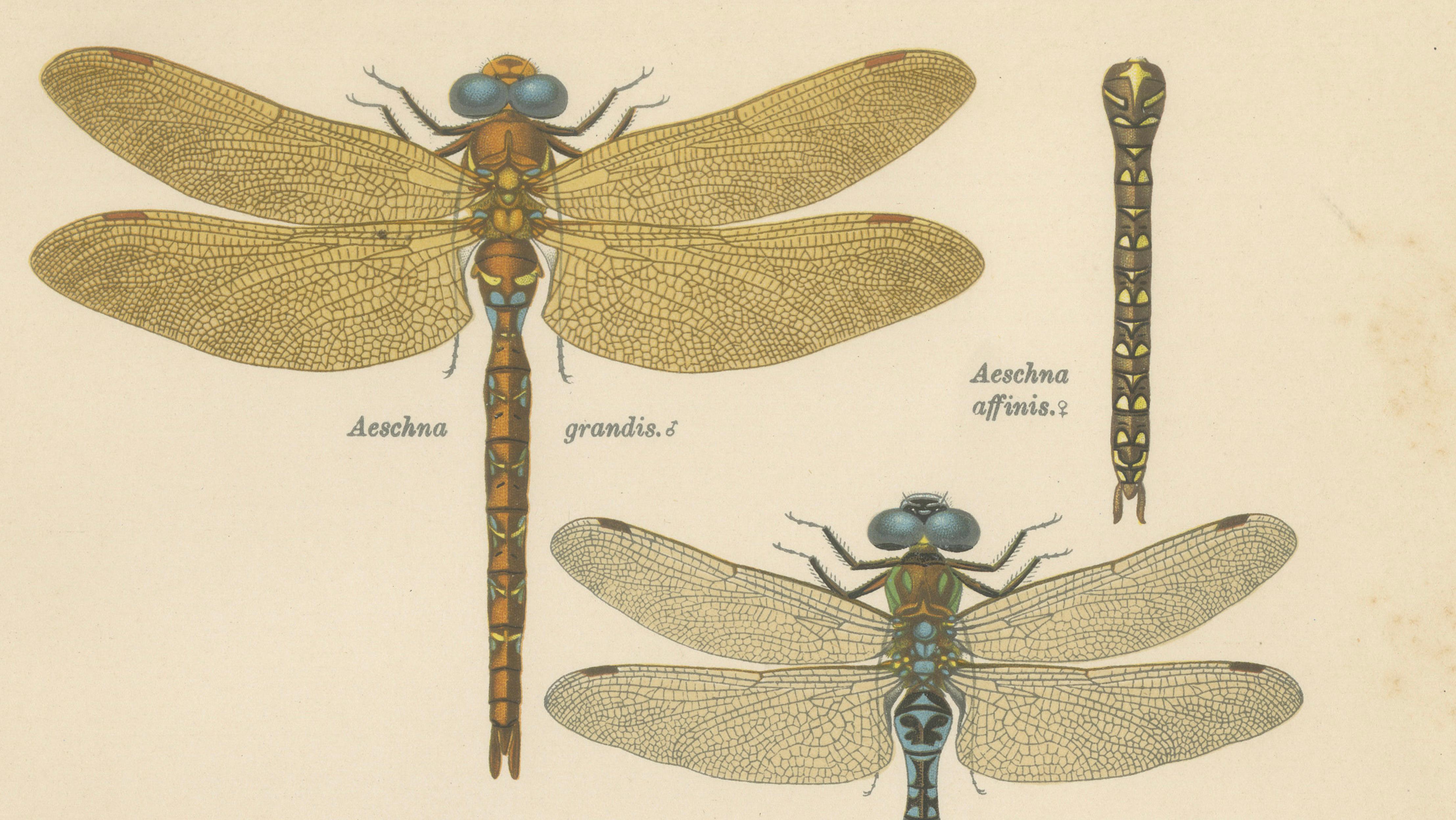 Dragonflies of Central Europe, Set of Three Color Lithographs, 1908