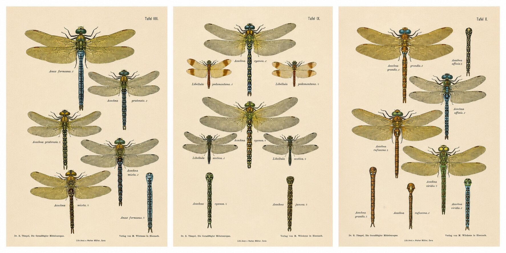 Libellen Mitteleuropas, Dreiteilige Serie von Farblithografien, 1908