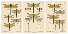 Dragonflies of Central Europe, Set of Three Color Lithographs, 1908