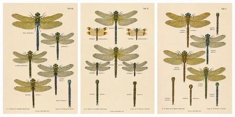 Dragonflies of Central Europe, Set of Three Color Lithographs, 1908
