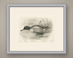 Drake on the Water, Antique Bird Print after Lilian Medland, circa 1909