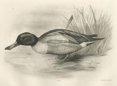 Drake on the Water, Antique Bird Print after Lilian Medland, circa 1909