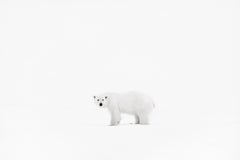 1stdibs Images 1stdibs Images 100% 10 R53  Un solitaire blanc battant contre un bl