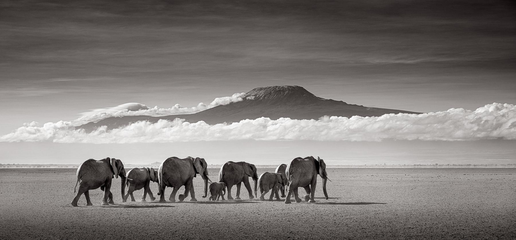 In einer ikonischen Szene machen sich Elefanten aller Größen auf den Weg zum Kilimandscharo – Photograph von Drew Doggett
