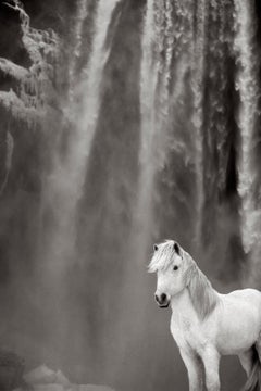Portrait en noir et blanc d'un cheval blanc contre une chute d'eau islandaise.
