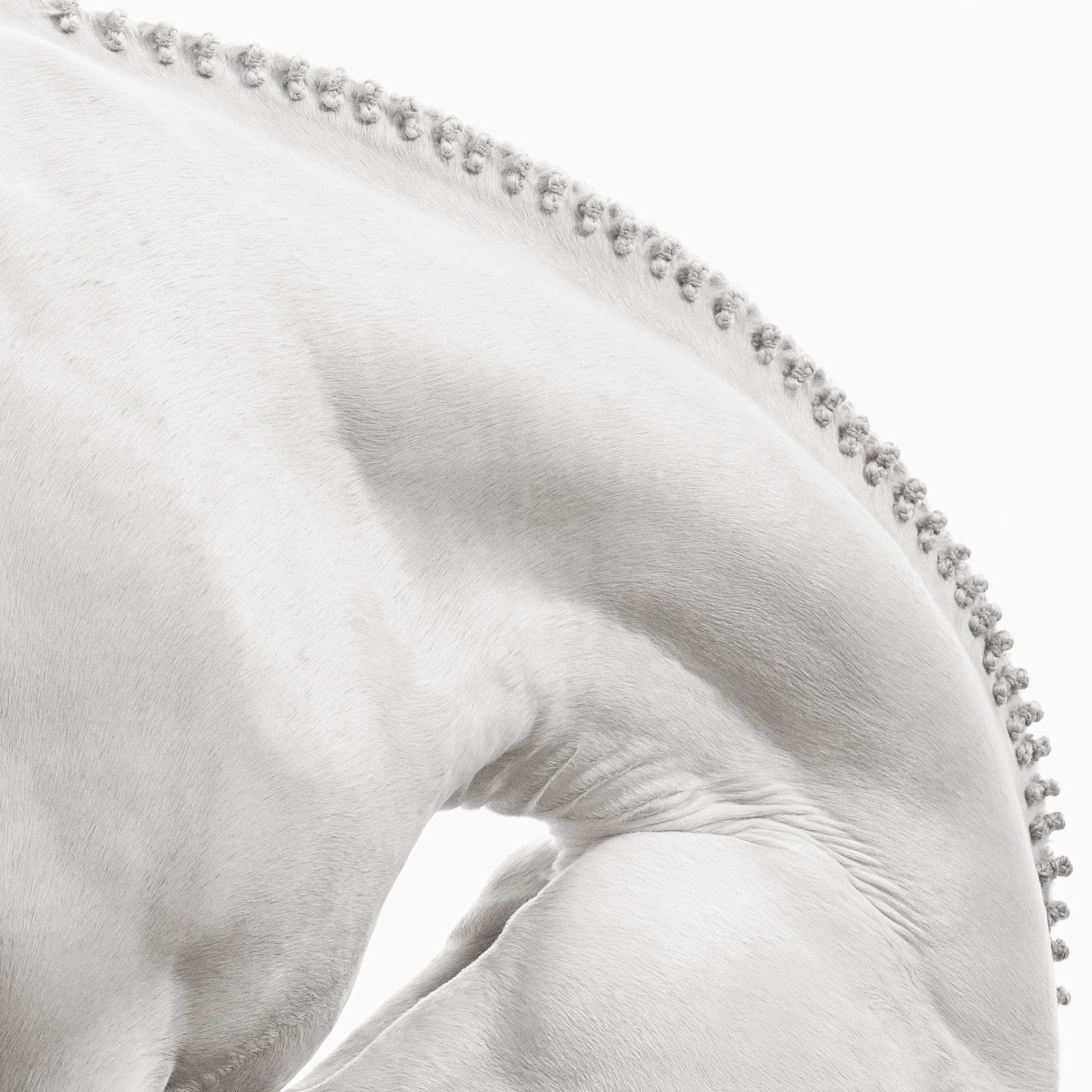 A black and white portrait of an all-white horse and its ethereal, nature - Photograph by Drew Doggett