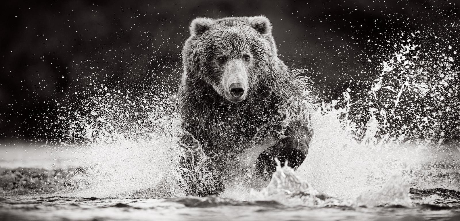 Un orso bruno si lancia attraverso l'acqua verso la macchina fotografica in questo ritratto - Photograph di Drew Doggett