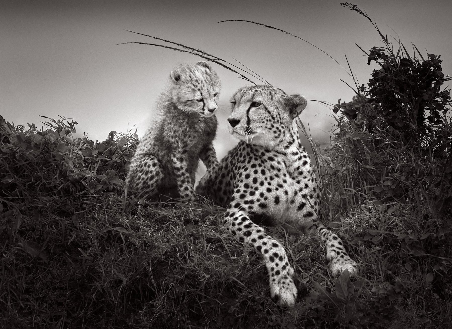 Un petit guépard regarde sa mère avec adoration dans cette magnifique image.