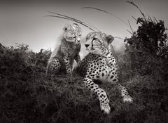 Ein Gepardenjunges schaut seine Mutter anbetend an auf diesem schönen Bild